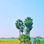 5 điểm check-in cây sống ảo được giới trẻ Việt yêu thích cay co don anh 1