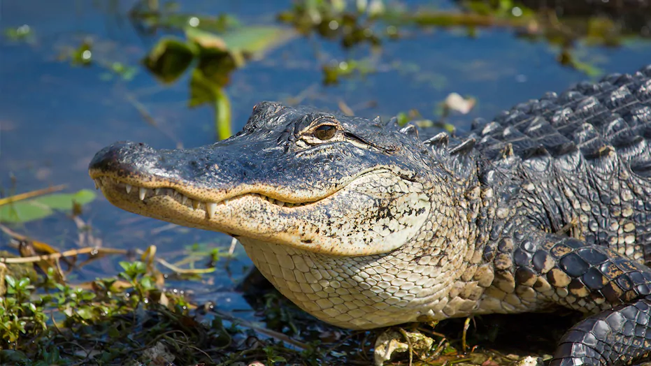 Cá sấu khổng lồ dài 3m bất ngờ “tập kích” sân golf - Ảnh 2.