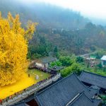 Cổ thụ hơn 1.400 năm ‘nhuộm vàng rực’ sân chùa, thu hút 70.000 khách/ngày Cổ thụ hơn 1.400 năm nhuộm vàng rực sân chùa, thu hút 70.000 khách/ngày - 2