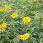 Quyến rũ mùa hoa dã quỳ trên núi lửa Chư Đăng Ya Quyến rũ mùa hoa dã quỳ trên núi lửa Chư Đăng Ya - Ảnh 1.