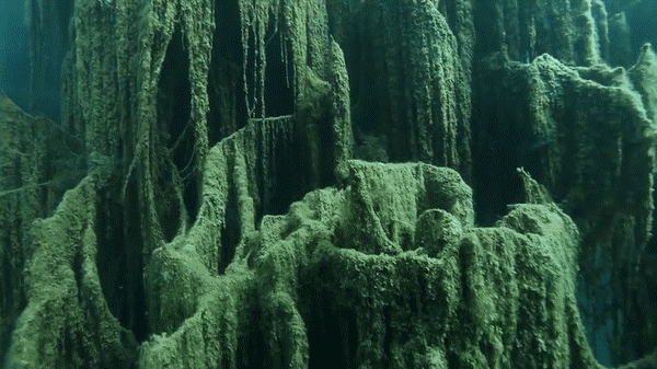 Kỳ lạ rừng cây mọc ngược từ dưới đáy hồ - 3