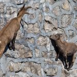 Đàn dê có kỹ năng leo dốc đá ở Alps Dan de leo doc da dung dung anh 1