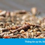 Con đê ốc viết dài nhất Việt Nam