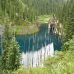 Kỳ lạ rừng cây ‘mọc ngược’ từ dưới đáy hồ Kỳ lạ rừng cây mọc ngược từ dưới đáy hồ - 1