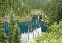 Kỳ lạ rừng cây ‘mọc ngược’ từ dưới đáy hồ Kỳ lạ rừng cây mọc ngược từ dưới đáy hồ - 1