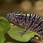 Tắc kè tưởng đã tuyệt chủng bất ngờ tái xuất sau 100 năm Tắc kè tưởng đã tuyệt chủng bất ngờ tái xuất sau 100 năm - Ảnh 1.