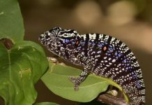 Tắc kè tưởng đã tuyệt chủng bất ngờ tái xuất sau 100 năm Tắc kè tưởng đã tuyệt chủng bất ngờ tái xuất sau 100 năm - Ảnh 1.