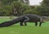 Cá sấu khổng lồ dài 3m bất ngờ “tập kích” sân golf Cá sấu khổng lồ dài 3m bất ngờ “tập kích” sân golf - Ảnh 1.