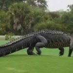 Cá sấu khổng lồ dài 3m bất ngờ “tập kích” sân golf Cá sấu khổng lồ dài 3m bất ngờ “tập kích” sân golf - Ảnh 1.