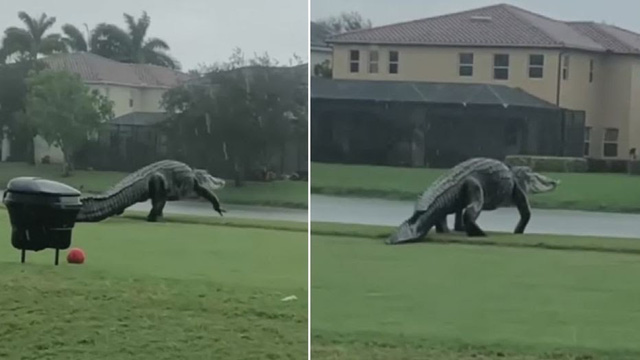 Cá sấu khổng lồ dài 3m bất ngờ “tập kích” sân golf - Ảnh 3.