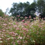 Hoa tam giác mạch Hà Giang nở rộ khiến du khách mê mải quên lối về Hoa tam giác mạch Hà Giang nở rộ khiến du khách mê mải quên lối về - 3