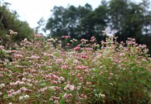 Hoa tam giác mạch Hà Giang nở rộ khiến du khách mê mải quên lối về Hoa tam giác mạch Hà Giang nở rộ khiến du khách mê mải quên lối về - 3