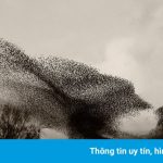 Vũ điệu mặt trời đen của hàng triệu con chim