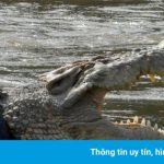 Cá sấu kẹt lốp xe vào top ảnh thiên nhiên hoang dã trong tuần