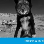 Những con chó huyền thoại đang dần biến mất sau 4.000 năm