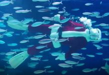 Ông già Noel bơi lội trong thủy cung ở Nhật Bản