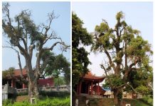 Những cổ thụ ngàn năm tuổi, tiền tấn không thể mua Những cổ thụ ngàn năm tuổi, tiền tấn không thể mua