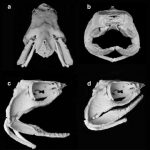 Rùng rợn, phát hiện hàm răng “quỷ dữ” của loài cá mập 370 triệu năm tuổi Rùng rợn, phát hiện hàm răng quỷ dữ của loài cá mập 370 triệu năm tuổi - Ảnh 1.