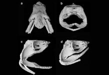 Rùng rợn, phát hiện hàm răng “quỷ dữ” của loài cá mập 370 triệu năm tuổi Rùng rợn, phát hiện hàm răng quỷ dữ của loài cá mập 370 triệu năm tuổi - Ảnh 1.