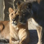 Sửng sốt, phát hiện 4 chú sư tử ở vườn bách thú nhiễm COVID-19 Sửng sốt, phát hiện 4 chú sư tử ở vườn bách thú nhiễm COVID-19 - Ảnh 1.