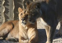 Sửng sốt, phát hiện 4 chú sư tử ở vườn bách thú nhiễm COVID-19 Sửng sốt, phát hiện 4 chú sư tử ở vườn bách thú nhiễm COVID-19 - Ảnh 1.