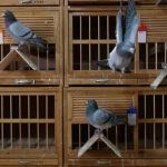 Ấn tượng, môn thể thao đua bồ câu đầy kịch tính tại Trung Quốc Ấn tượng, môn thể thao đua bồ câu đầy kịch tính tại Trung Quốc - Ảnh 1.