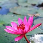 Suối Yến (Chùa Hương) rực rỡ mùa hoa súng Suối Yến (Chùa Hương) rực rỡ mùa hoa súng - Ảnh 1.