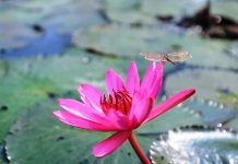 Suối Yến (Chùa Hương) rực rỡ mùa hoa súng Suối Yến (Chùa Hương) rực rỡ mùa hoa súng - Ảnh 1.