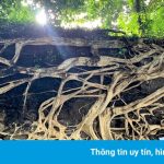 Bộ rễ cổ thụ hút giới trẻ check-in ở Đắk Lắk