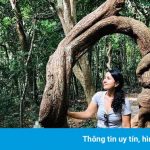 Cây dây leo hình chữ O ở Côn Đảo