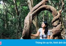 Cây dây leo hình chữ O ở Côn Đảo