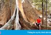Gốc tung khổng lồ hút khách check-in ở Cát Tiên