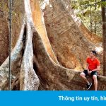 Gốc tung khổng lồ hút khách check-in ở Cát Tiên