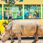 Hòa mình vào rừng xanh và muông thú cùng Vinpearl Safari Phú Quốc Vinpearl Safari Phú Quốc