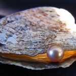 Du lịch Phú Quốc – Bí kíp mua ngọc trai Phú Quốc đúng chuẩn, không sợ “Pha Ke” Ngọc trai tự nhiên Phú Quốc