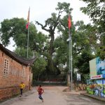 Cây dã hương kỳ vĩ lớn nhất thế giới tại Bắc Giang Cây dã hương kì vĩ lớn nhất thế giới tại Bắc Giang - 1