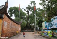 Cây dã hương kỳ vĩ lớn nhất thế giới tại Bắc Giang Cây dã hương kì vĩ lớn nhất thế giới tại Bắc Giang - 1