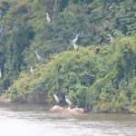 Chiêm ngưỡng cảnh tượng chim đậu trắng núi ở Tam Chúc Chiêm ngưỡng cảnh tượng chim đậu trắng núi ở Tam Chúc - Ảnh 1.