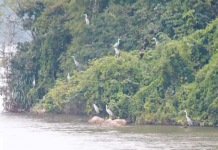 Chiêm ngưỡng cảnh tượng chim đậu trắng núi ở Tam Chúc Chiêm ngưỡng cảnh tượng chim đậu trắng núi ở Tam Chúc - Ảnh 1.