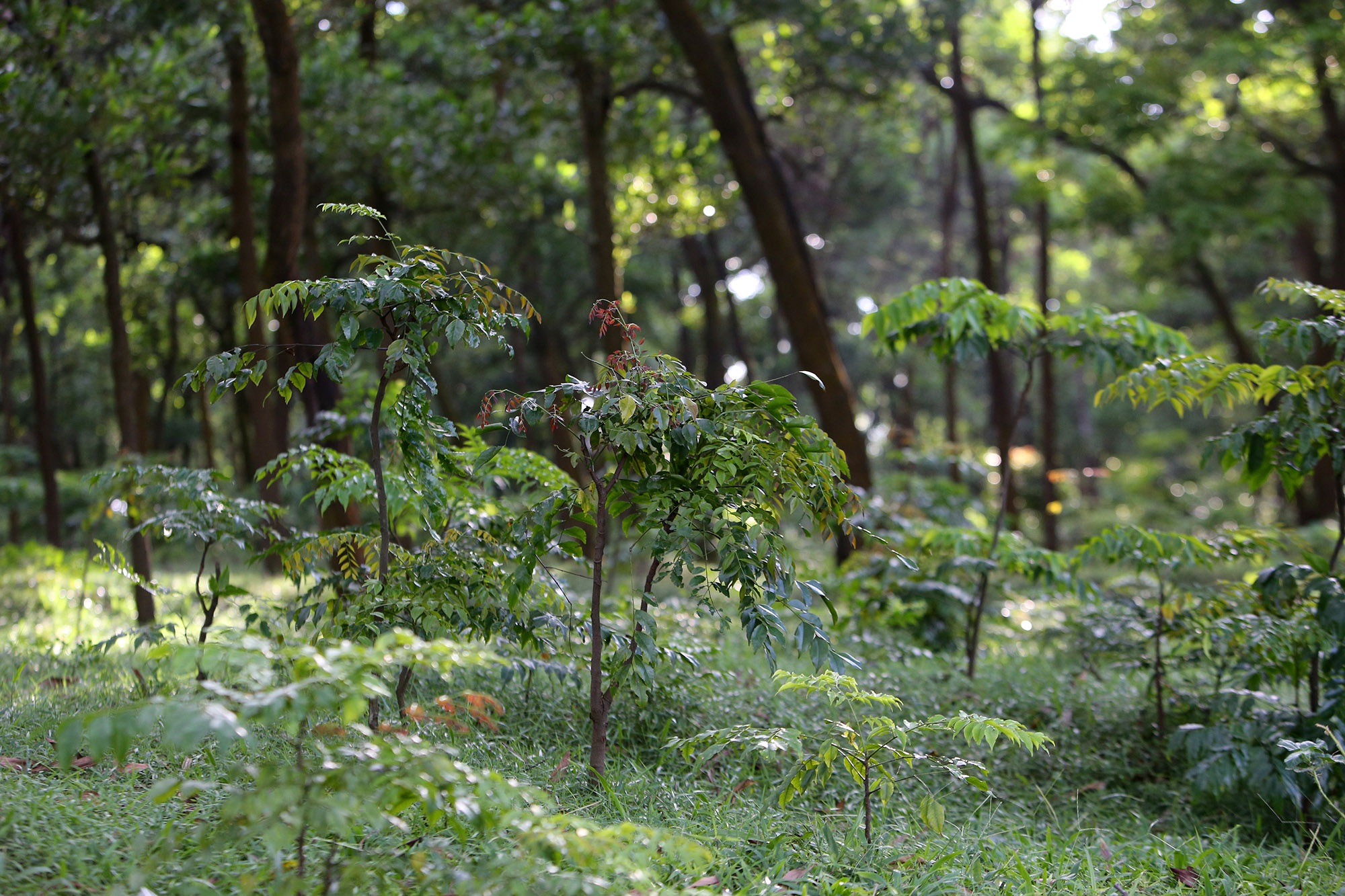Rừng lim xanh cổ thụ hơn nghìn năm tuổi ngay tại Hà Nội - 12