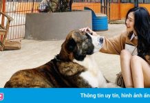 Người Việt thích du lịch TP.HCM, Đà Lạt dịp cuối năm