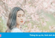 Đà Lạt đẹp mơ màng trong những ngày mai anh đào nở