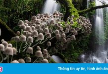 Loạt ảnh thiên nhiên đẹp nhất năm 2020