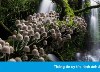 Loạt ảnh thiên nhiên đẹp nhất năm 2020