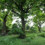 Rừng lim xanh cổ thụ hơn nghìn năm tuổi ngay tại Hà Nội Rừng lim xanh cổ thụ hơn nghìn năm tuổi ngay tại Hà Nội - 2