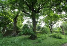 Rừng lim xanh cổ thụ hơn nghìn năm tuổi ngay tại Hà Nội Rừng lim xanh cổ thụ hơn nghìn năm tuổi ngay tại Hà Nội - 2