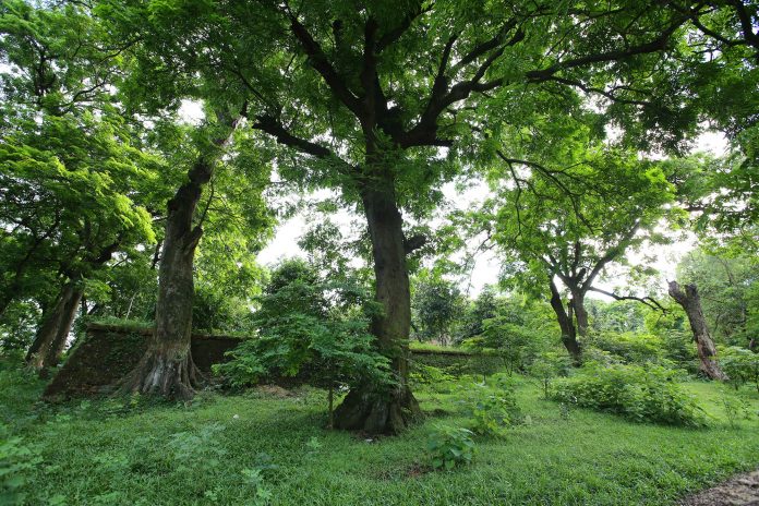 Rừng lim xanh cổ thụ hơn nghìn năm tuổi ngay tại Hà Nội - 2