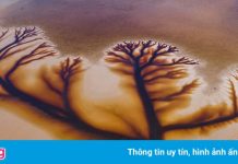 Hình ảnh cây giữa hồ gây chú ý mạng xã hội