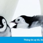 Những con cánh cụt ở vùng đất khắc nghiệt nhất thế giới