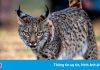 Linh miêu quý hiếm vào top ảnh động vật hoang dã đẹp nhất tuần